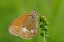 Coenonympha glycerion.