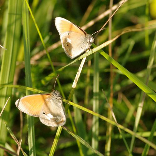 Coenonympha glycerion.