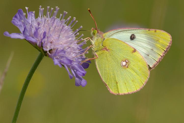 Colias alfacariensis.