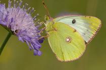 Colias alfacariensis