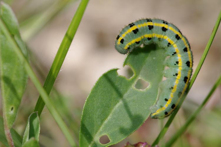 Colias alfacariensis.