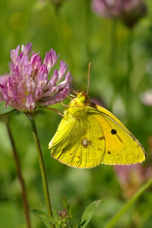 Colias crocea.