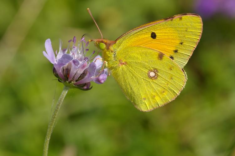 Colias crocea.