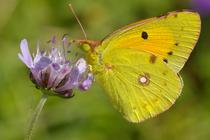 Colias crocea