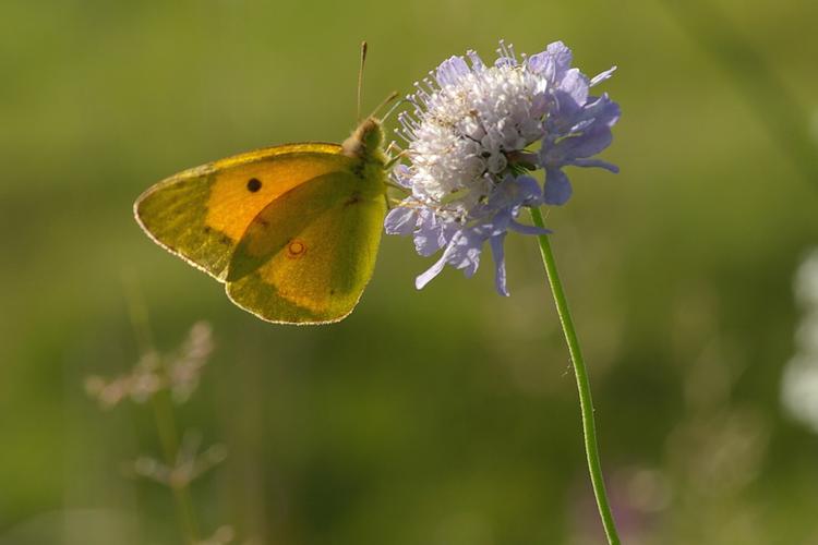 Colias crocea.