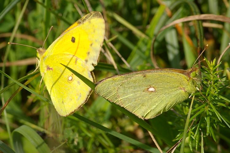 Colias crocea.