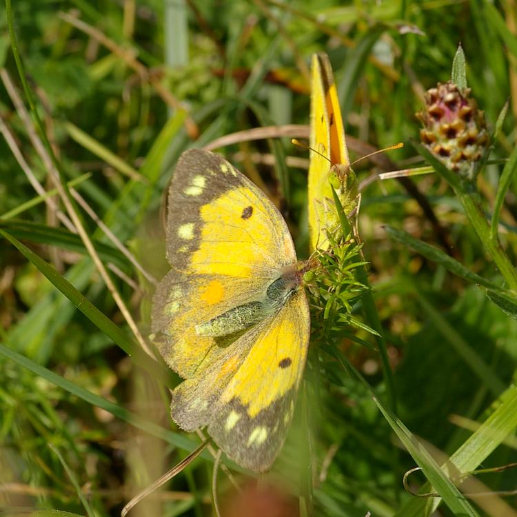 Colias crocea.