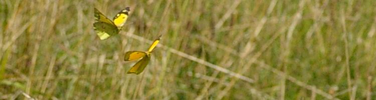 Colias crocea.