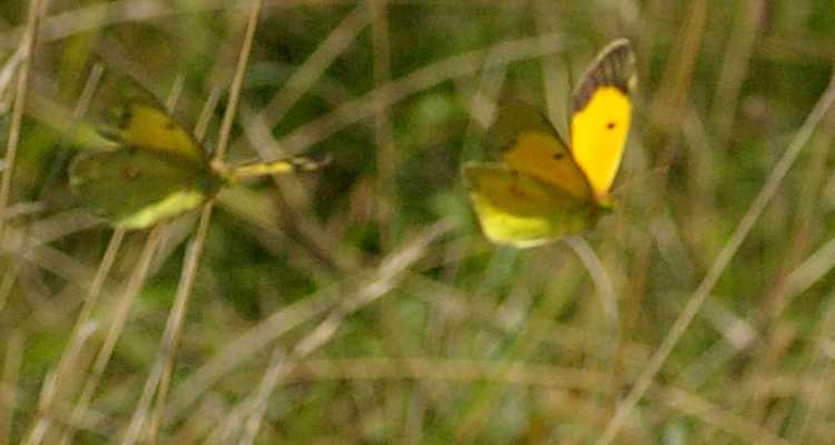 Colias crocea.