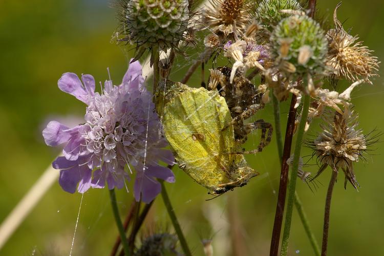 Colias crocea.