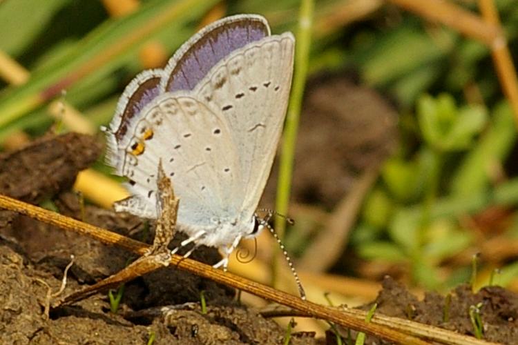 Pieris rapae.