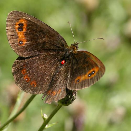 Erebia aethiops.