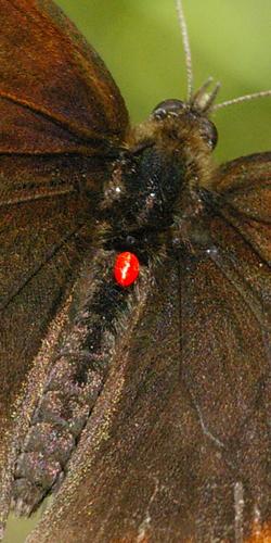 Trombidium sur Erebia aethiops.