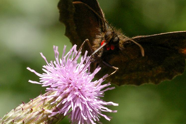 Erebia aethiops.