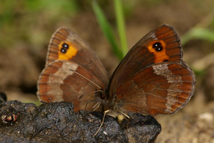 Erebia aethiops.