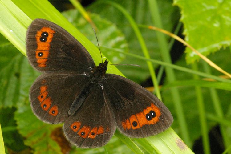 Erebia aethiops.