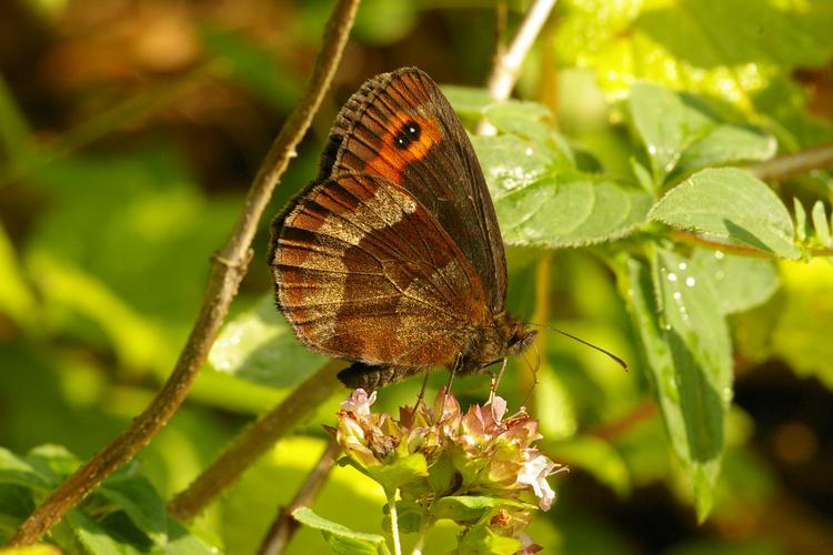 Erebia aethiops.