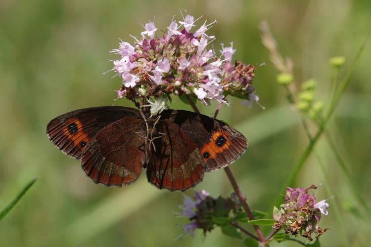 Erebia aethiops.