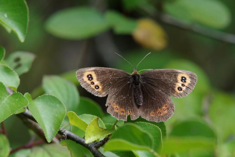 Erebia aethiops.