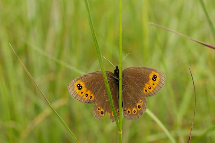 Erebia medusa.