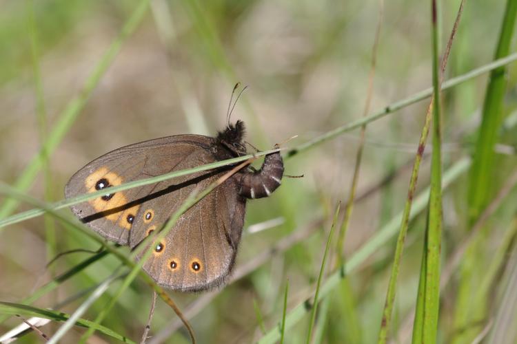 Erebia medusa.