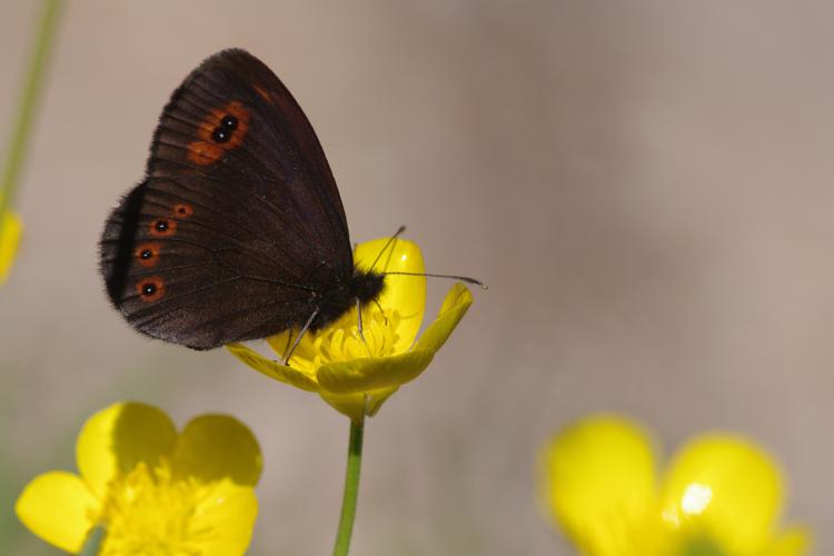 Erebia medusa.