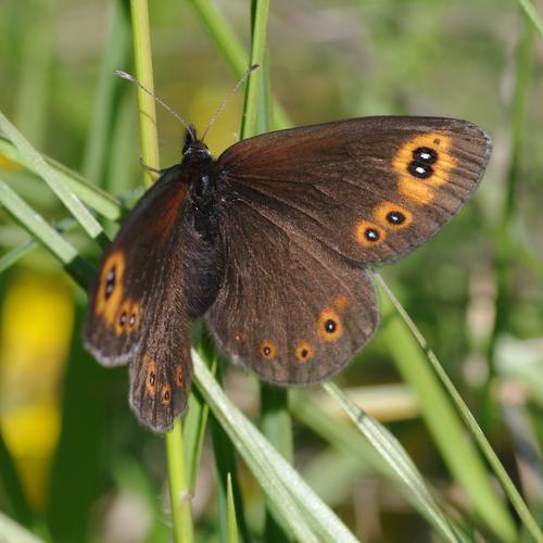 Erebia medusa.