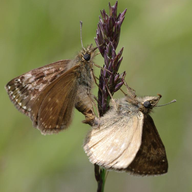 Erynnis tages.