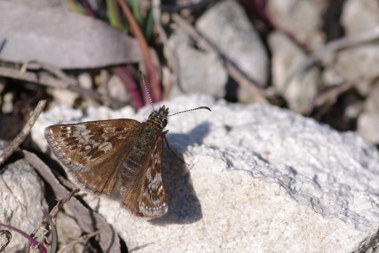 Erynnis tages.