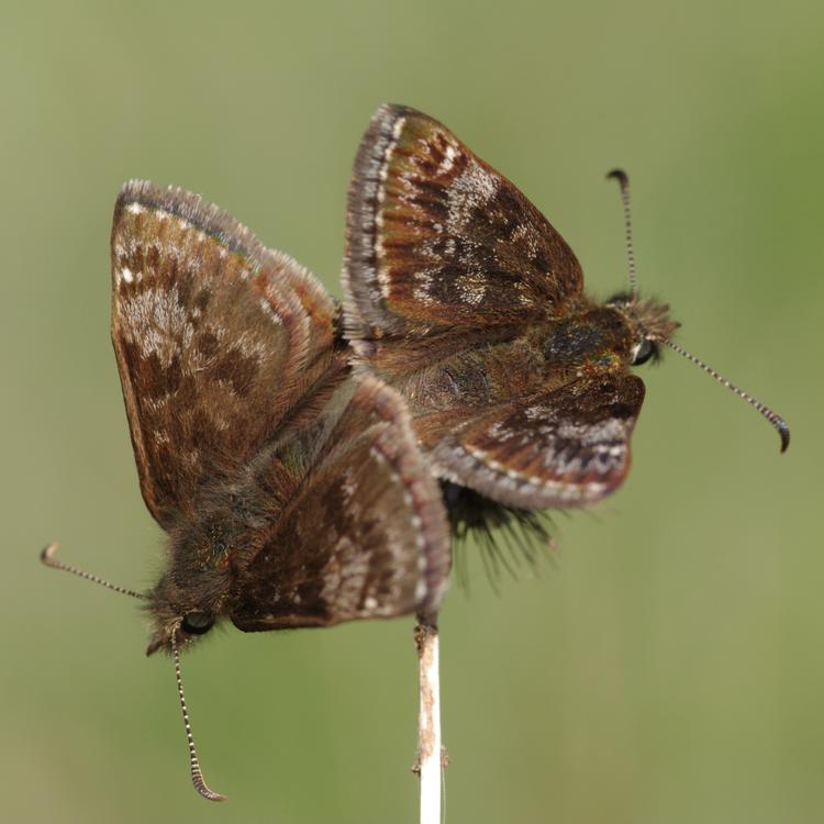 Erynnis tages.