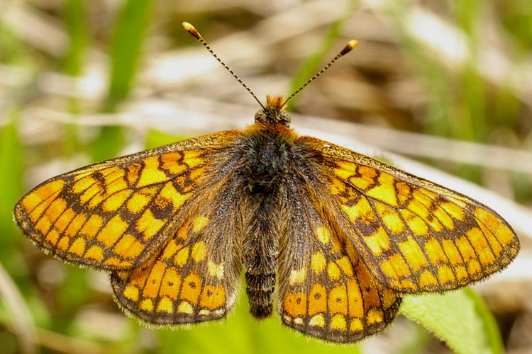 Euphydryas aurinia.