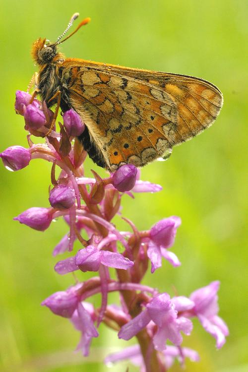 Euphydryas aurinia.