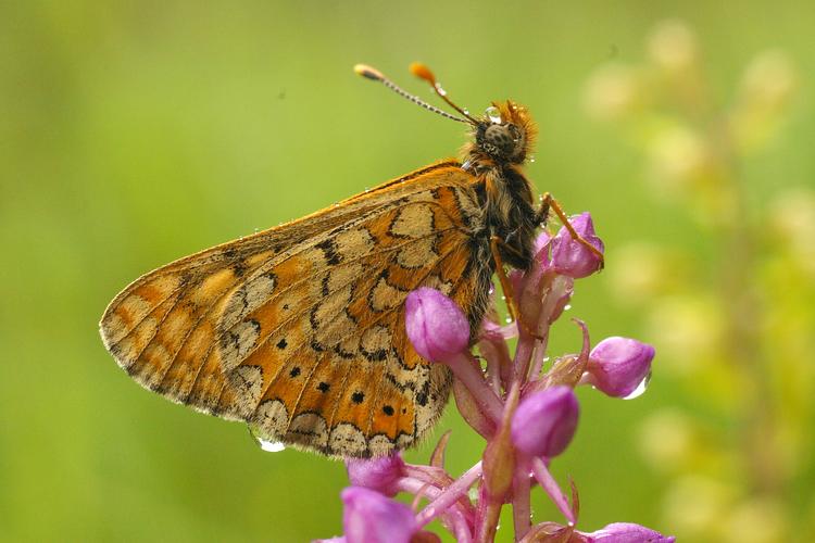 Euphydryas aurinia.