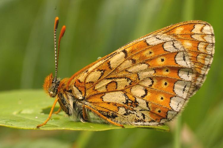 Euphydryas aurinia.