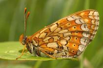 Euphydryas aurinia