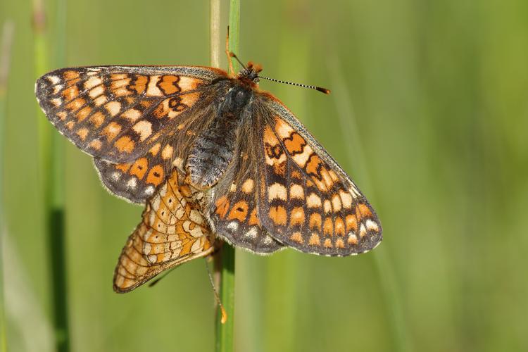 Euphydryas aurinia.