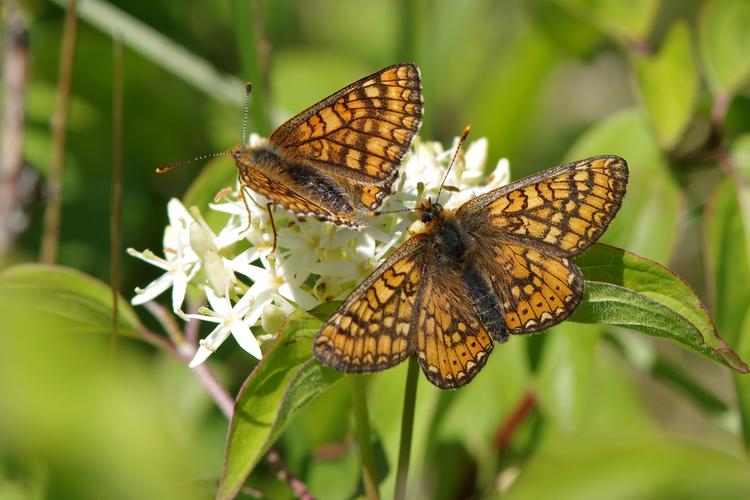 Euphydryas aurinia.