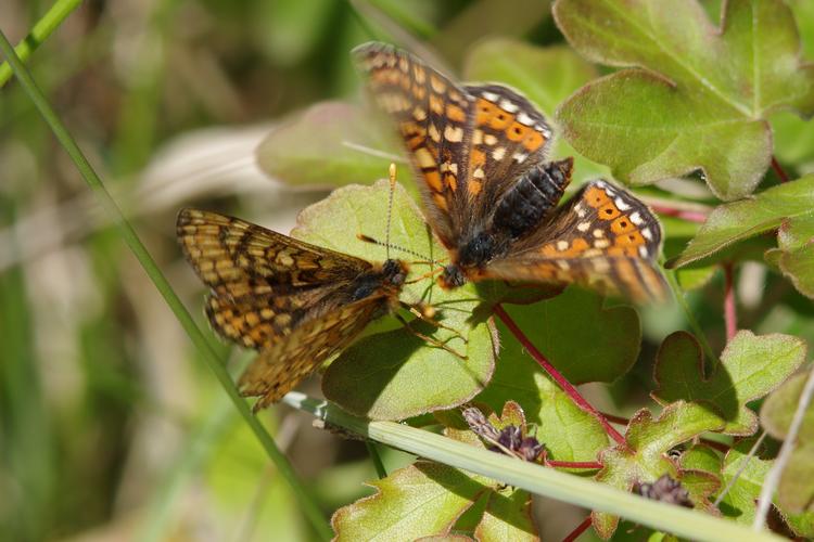 Euphydryas aurinia.