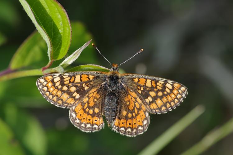 Euphydryas aurinia.