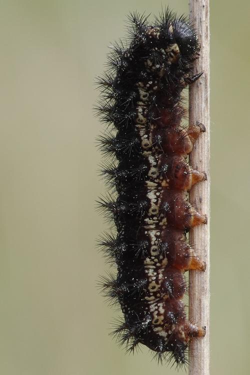 Euphydryas aurinia.