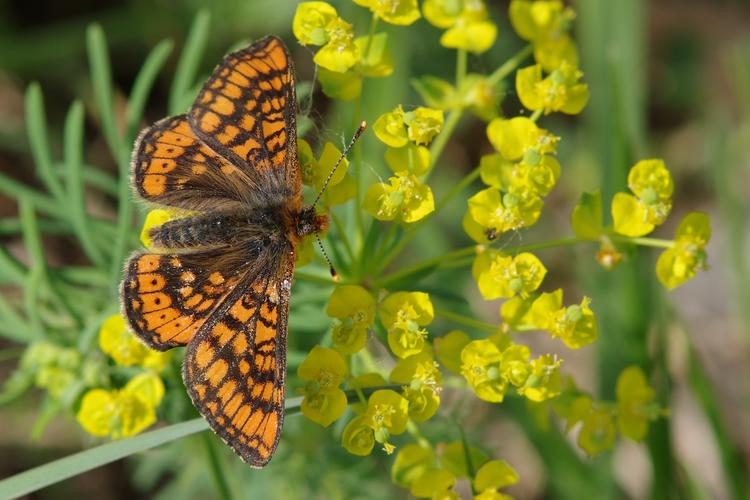 Euphydryas aurinia.