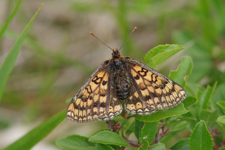 Euphydryas aurinia.