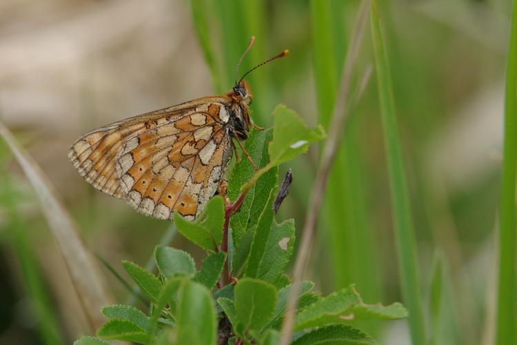 Euphydryas aurinia.