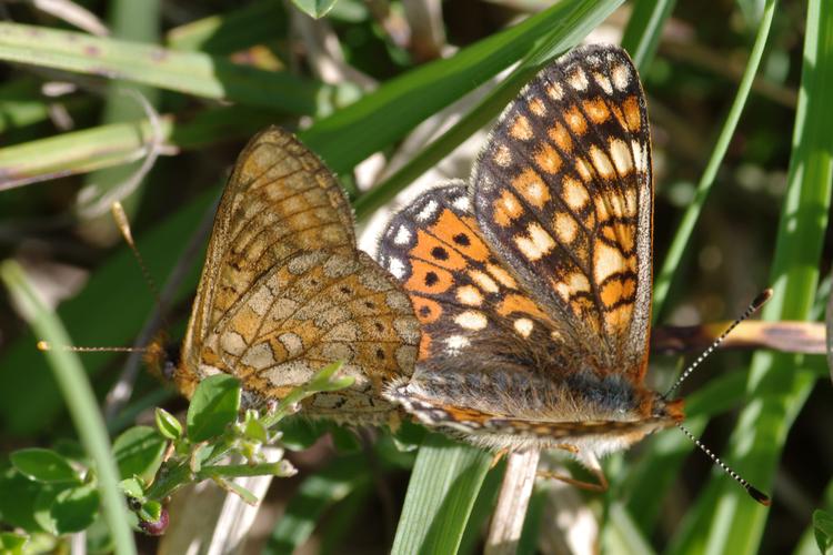 Euphydryas aurinia.