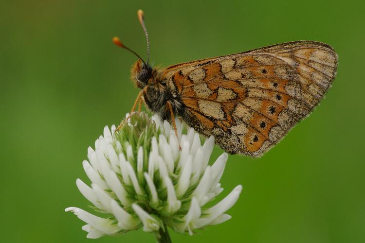 Euphydryas aurinia.