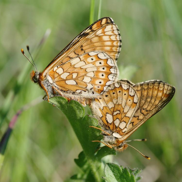 Euphydryas aurinia.