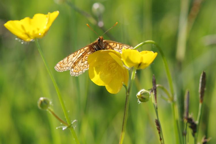 Euphydryas aurinia.