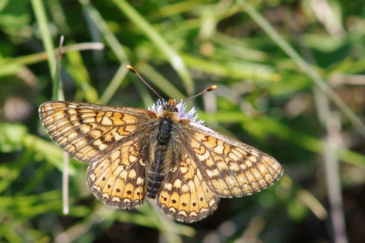 Euphydryas aurinia.