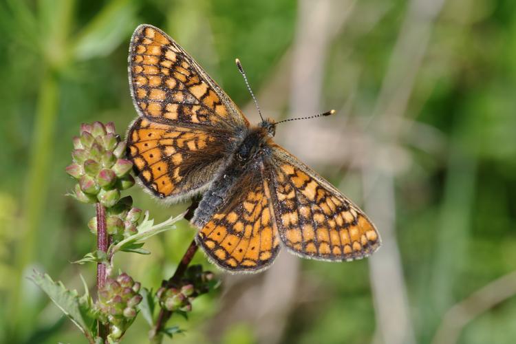 Euphydryas aurinia.