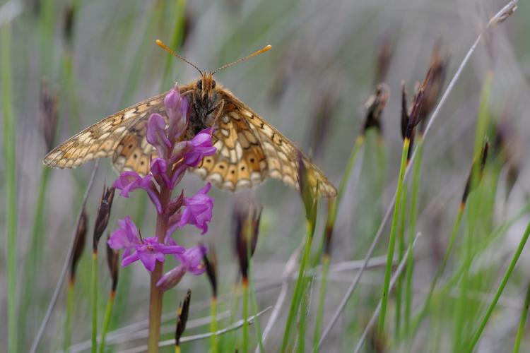 Euphydryas aurinia.